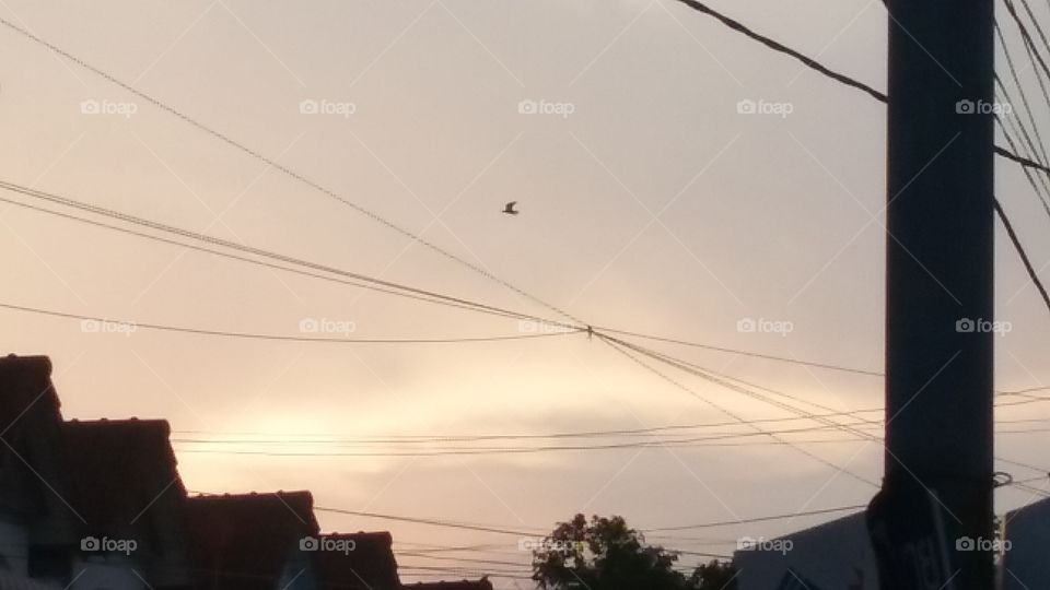 The light, The sky, The bird and our cable lines. แสงฟ้า ท้องฟ้า เจ้านกน้อง และสายเคเบิลต่างๆ