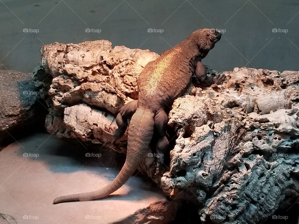 Chuckwala chilling on a log