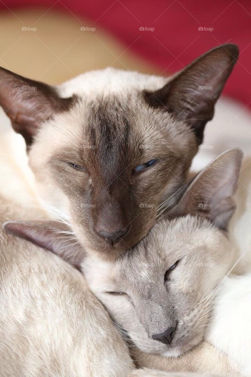 Brotherly and sisterly love