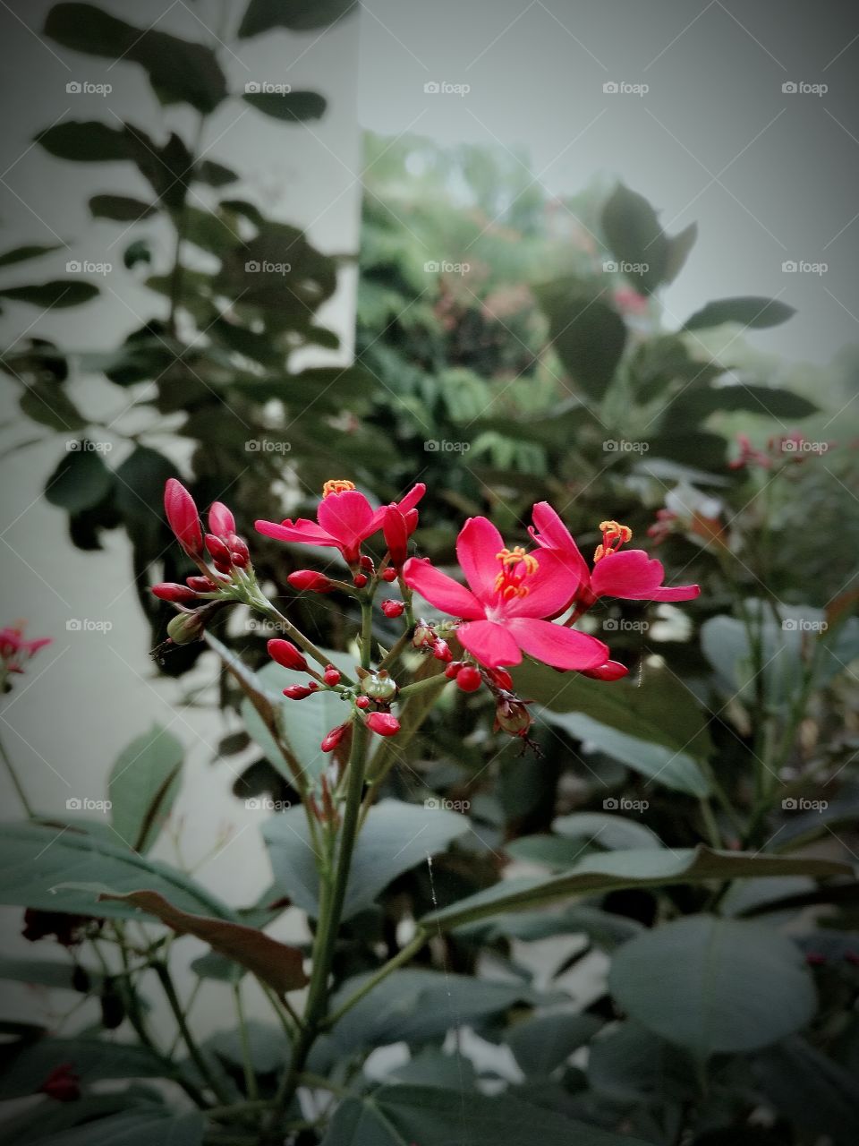 flower beauty