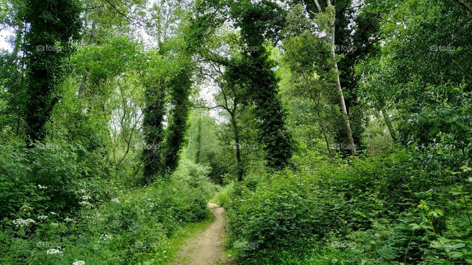 Hiking among vine-covered trees on the forest