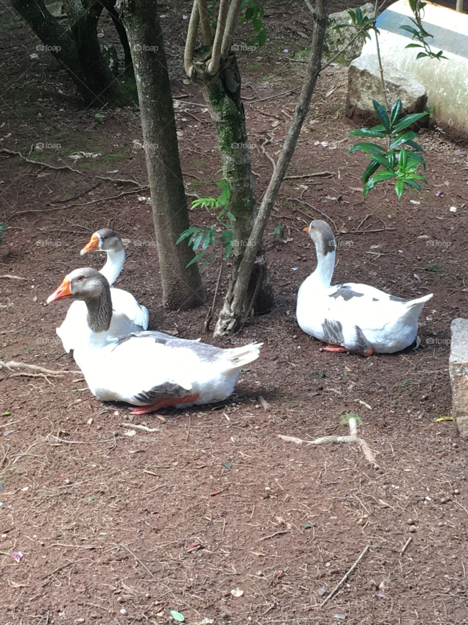 Os mais barulhentos gansos de Jundiaí. 
Ao menos, deram uma pausa na bagunça. 