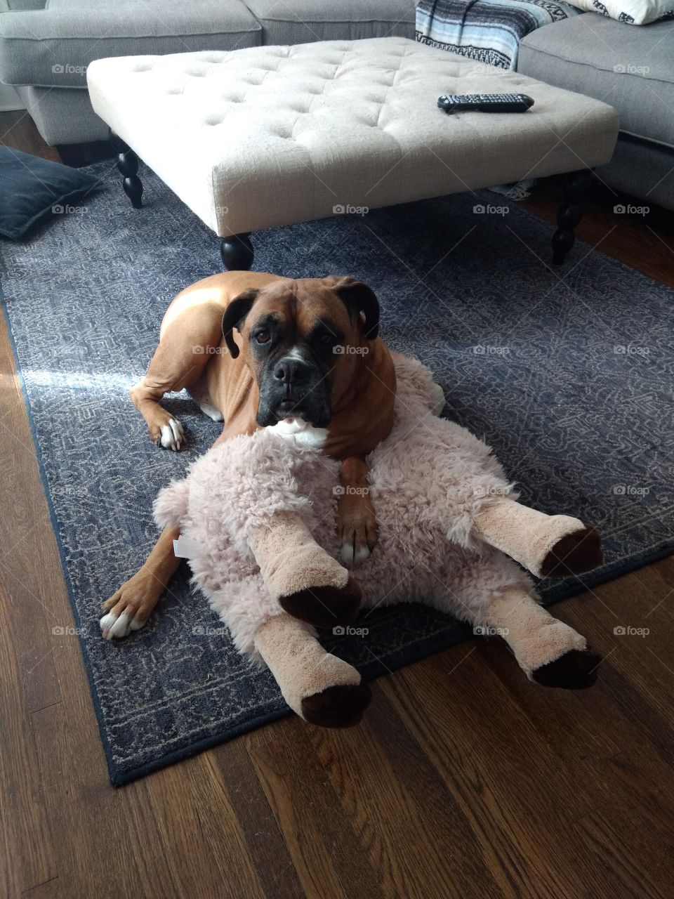 boxer and his Llama