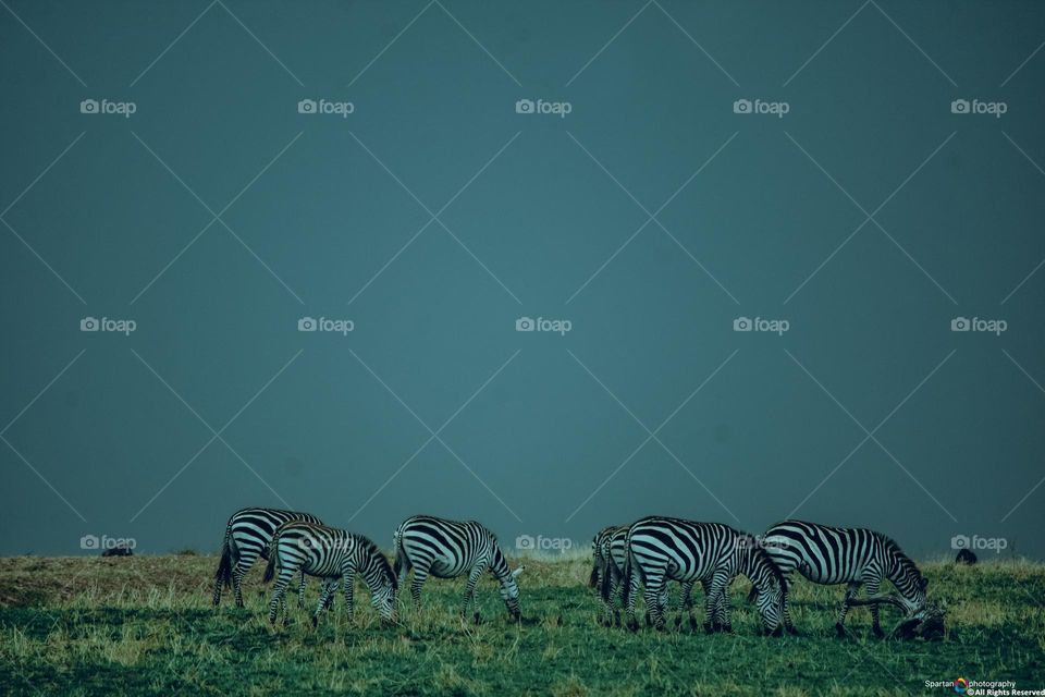 Evening in the savanna