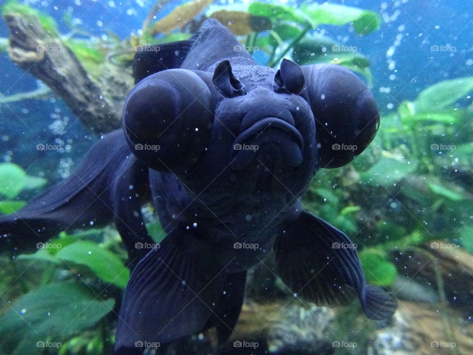 Black moor goldfish grumpy face 
