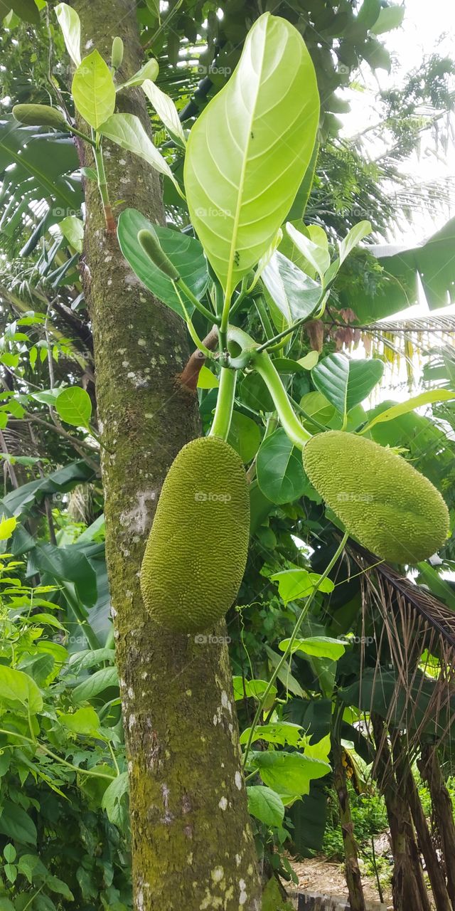 new jackfruit shoots are growing