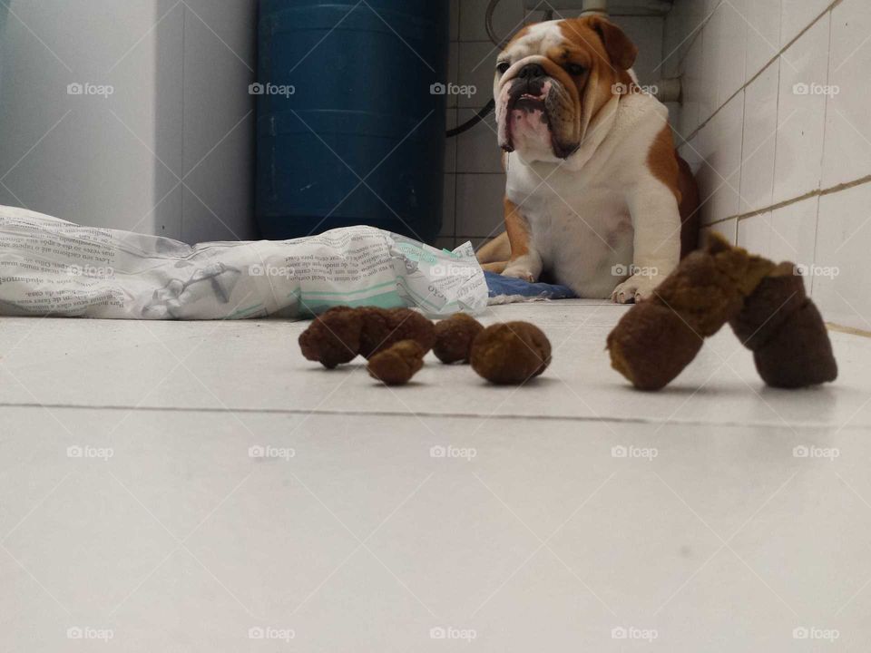 My  bulldog   is  magnific