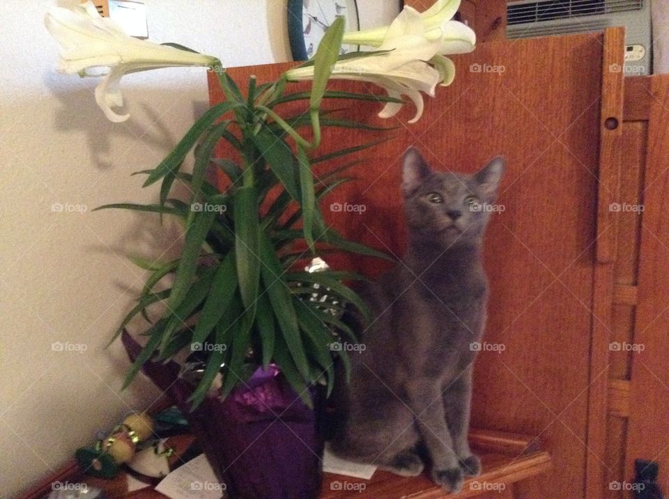 Cat and a Easter lily 