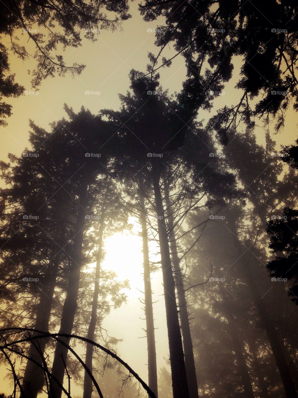 Forest Silhouette