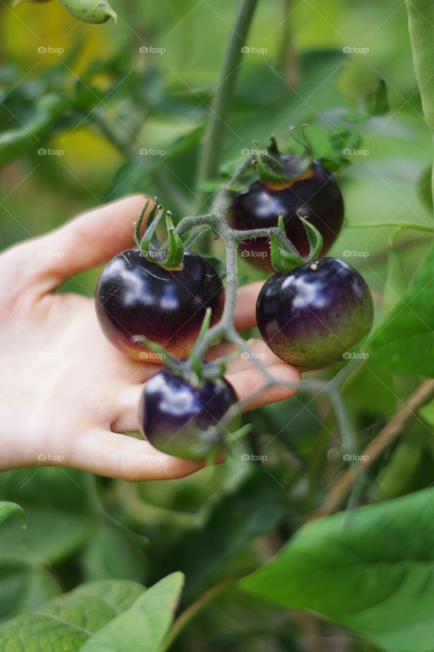 Close-up of hand holding black tomato