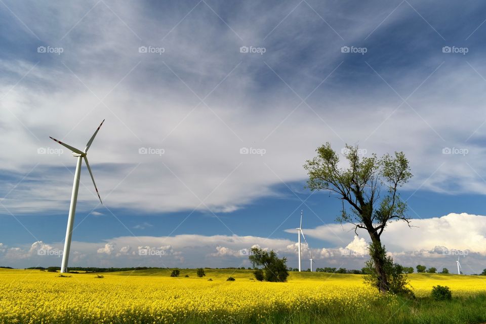 Wind power plant in a field of blooming yellow rape on a background of blue sky and white clouds