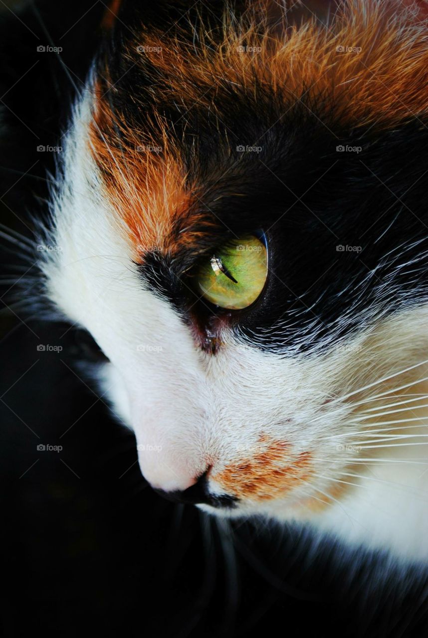 Green eyed kitty