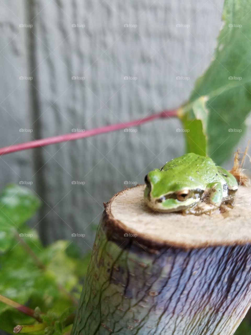 cute frog