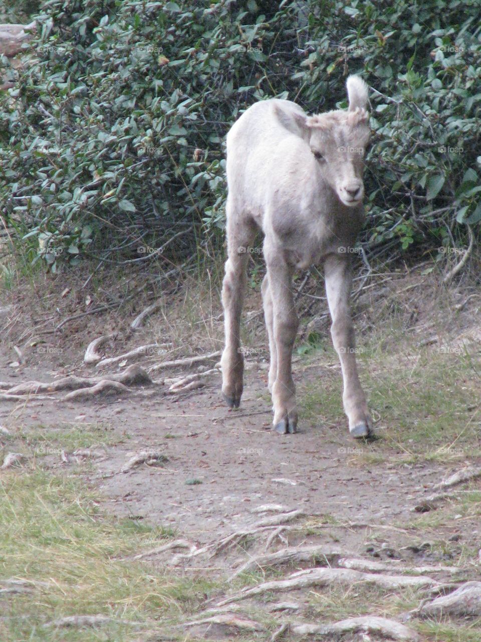 Baby wildlife 