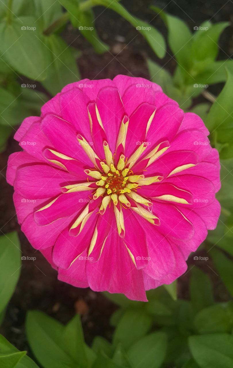 Zinnia flower