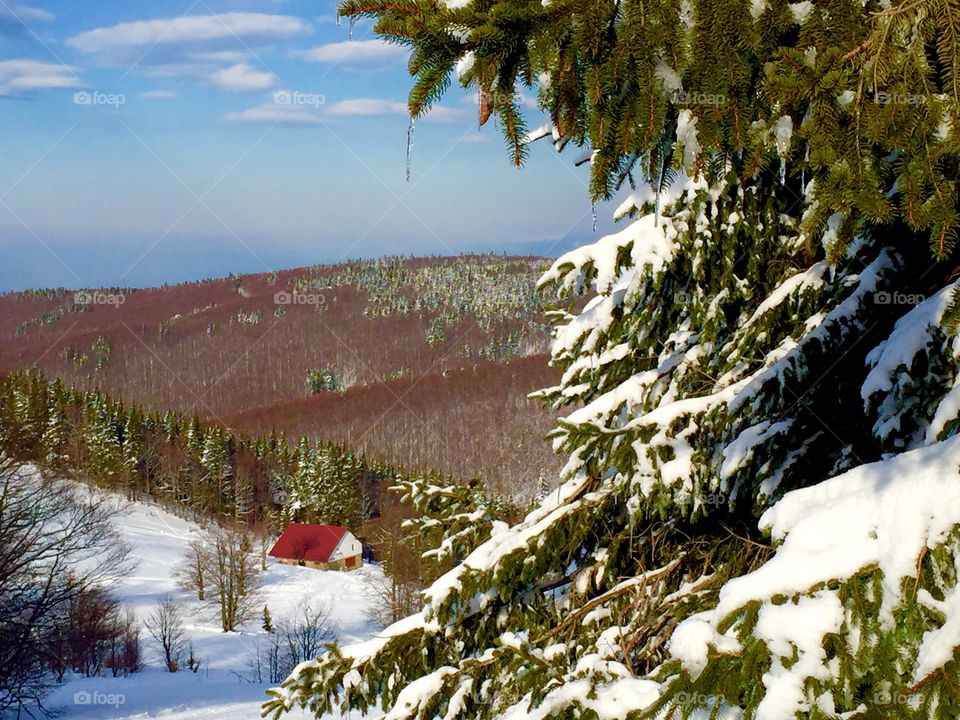 Snow, Winter, No Person, Tree, Wood
