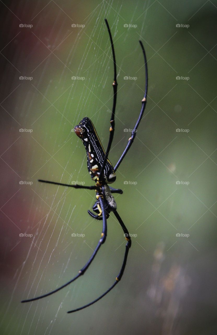 Spider, Insect, Arachnid, Spiderweb, Invertebrate