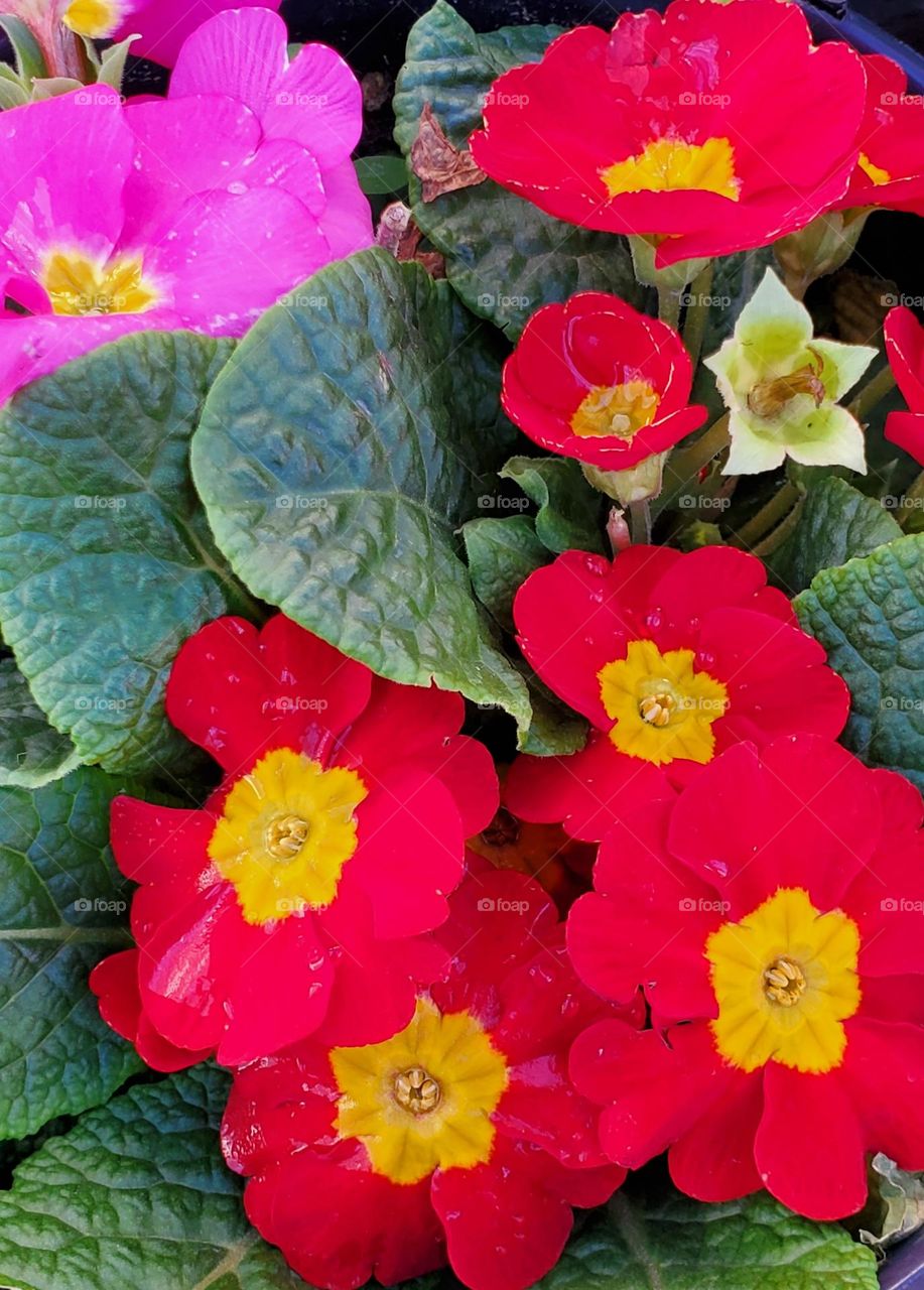 Red Flowers in the Garden