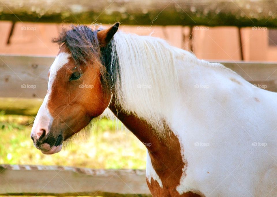 Pinto. Cute pinto horse