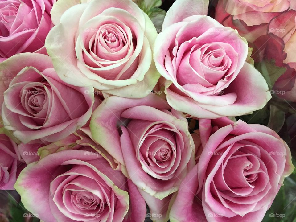 Bouquet of pink roses 