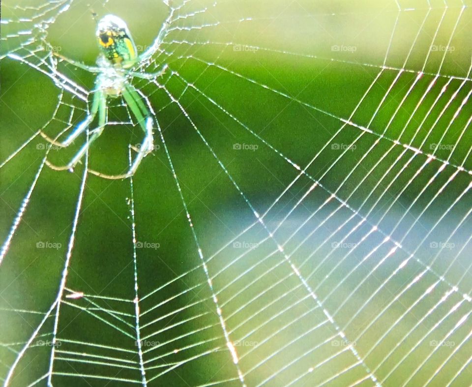 A garden spider and his web