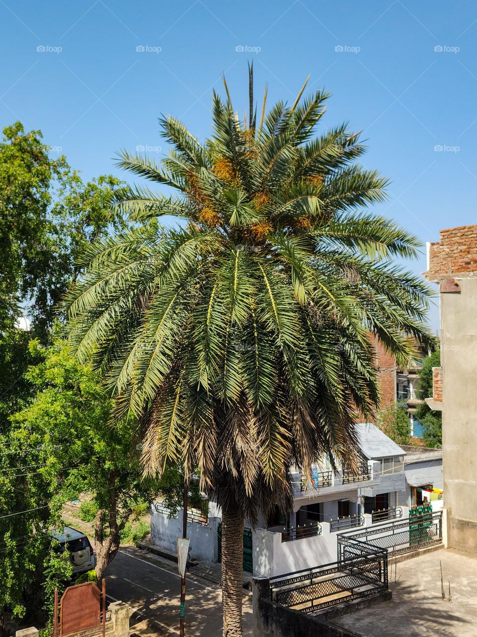 Khajoor tree lit in the hot sunny day