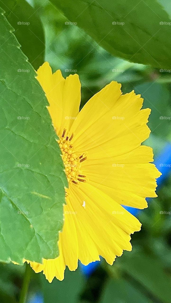 Coreopsis auriculata is a species of herbaceous plants of the genus Coreopsis of the Asteraceae family.