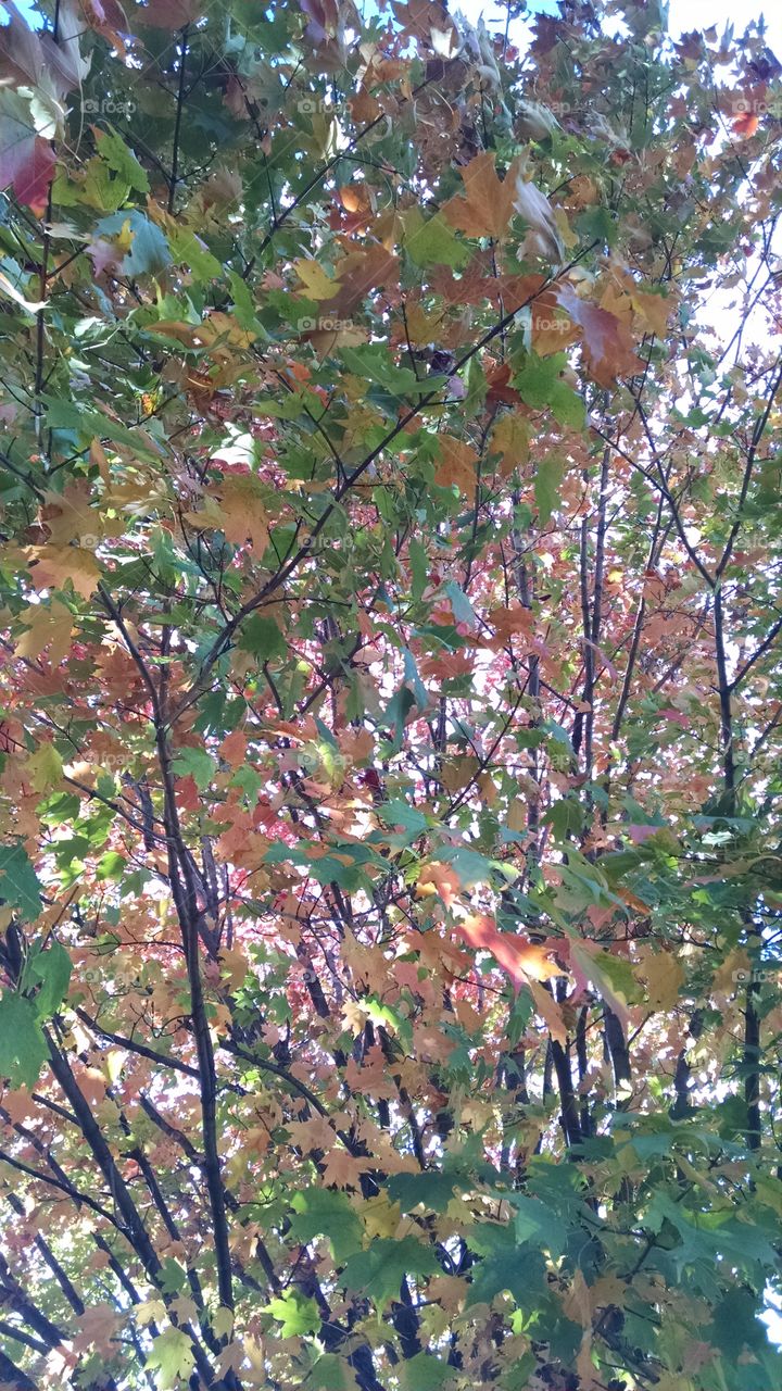 Tree, Leaf, Nature, Season, No Person