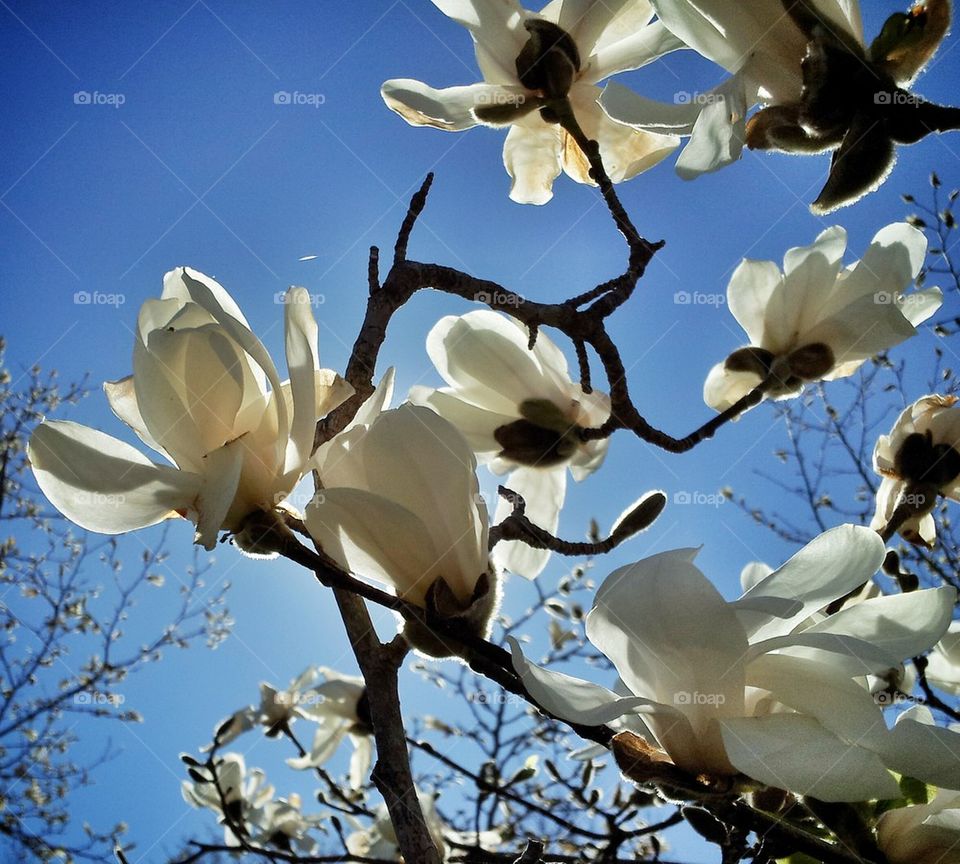 Magnolia