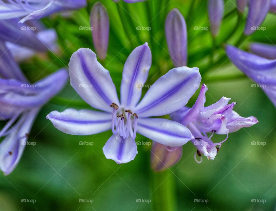 purple flowers