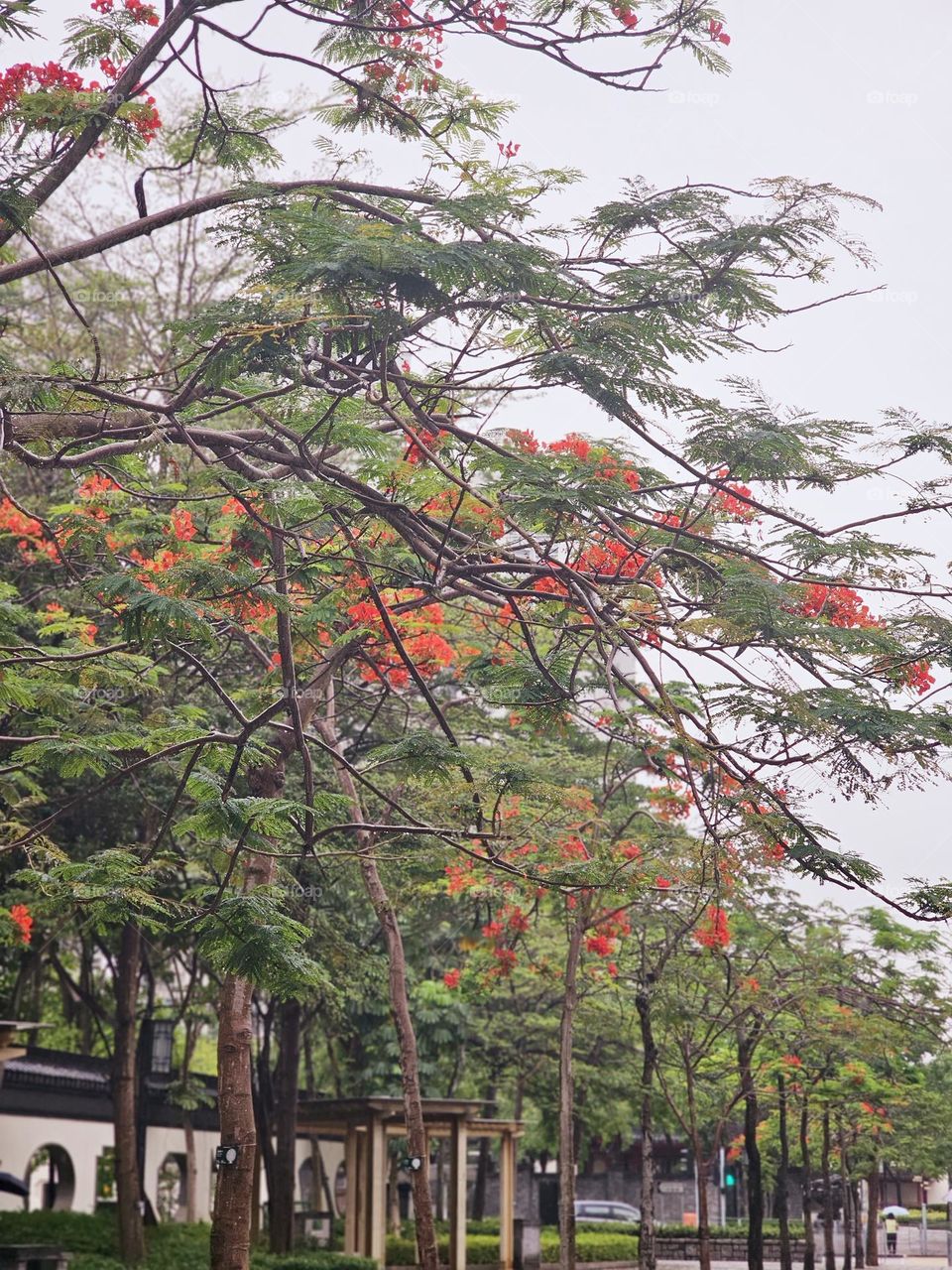 Urban nature pathway with trees and red flowers