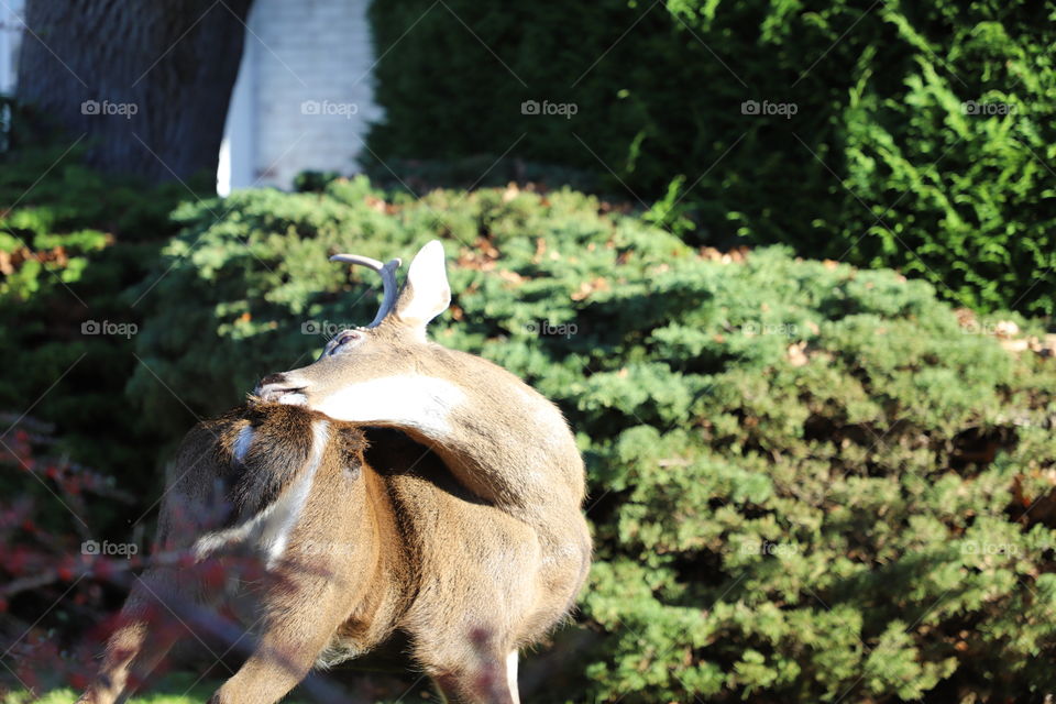 Deer cleaning itself 