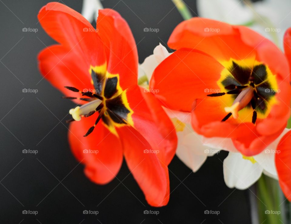 beautiful macro red tulips flowers texture background