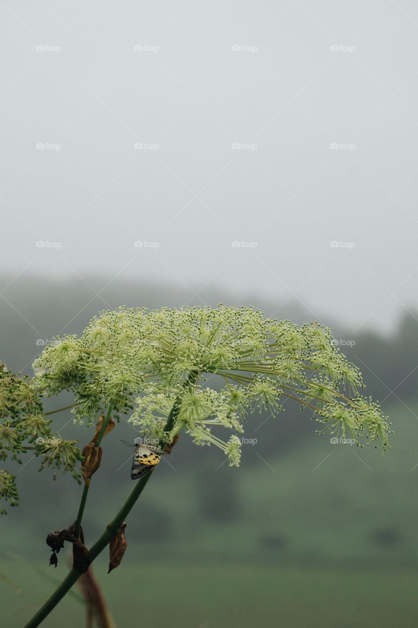 Beautiful butterfly in forest captured in camera.🦋🦋🦋