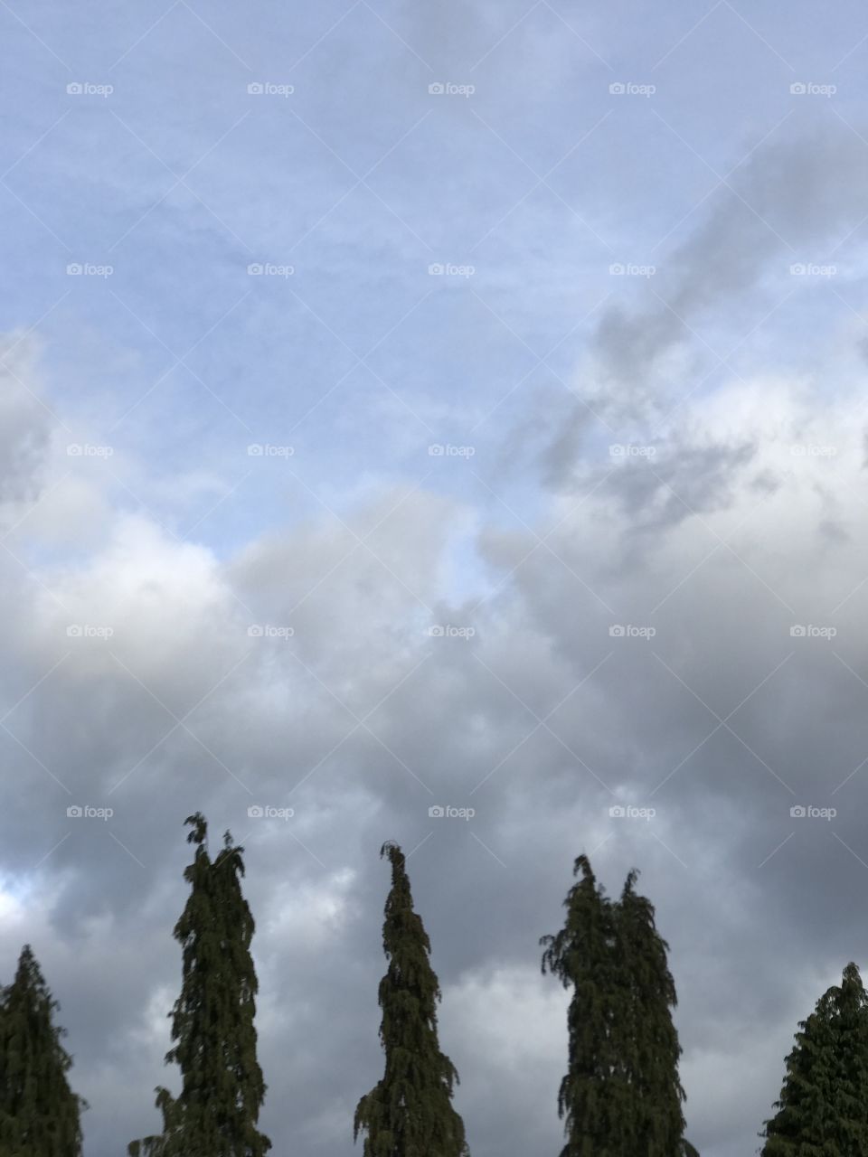 Grey blue sky above tree tops