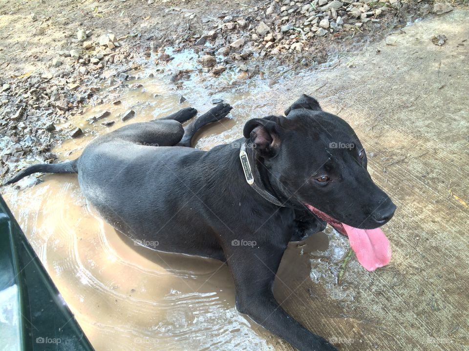 Cool down . My dog Benson cooling off in the mud at the dog park. 