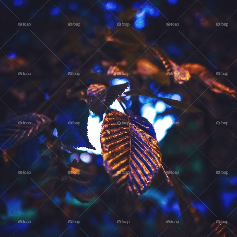 Light falling on leaf of trees