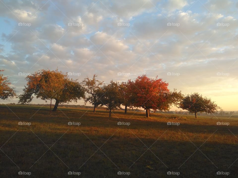 apple trees in autumn