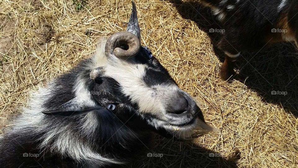 curly horn goat
