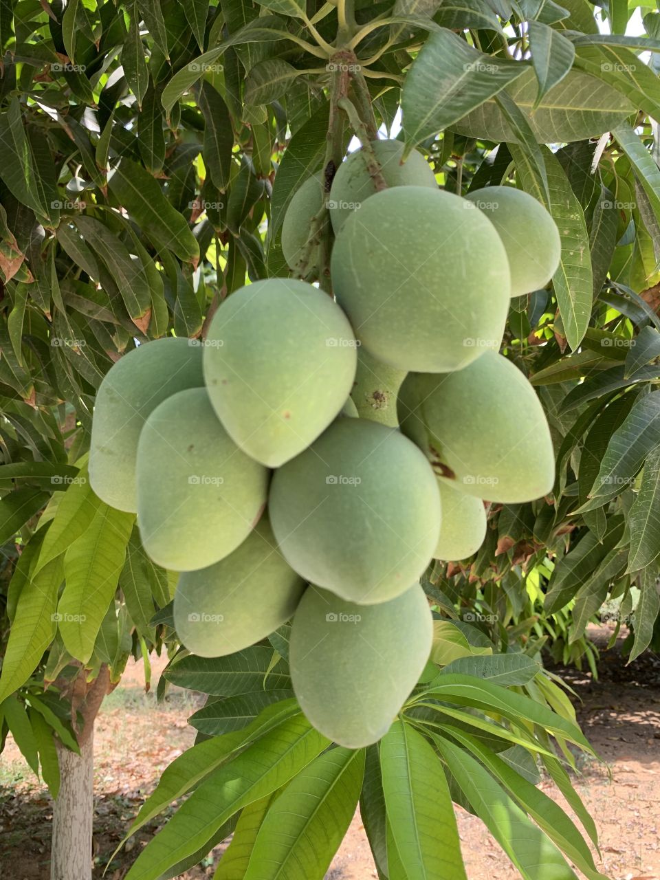 Group of mangoes 
