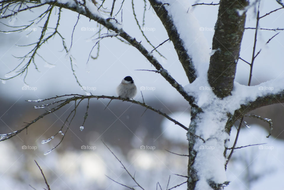 bird on a tree branch