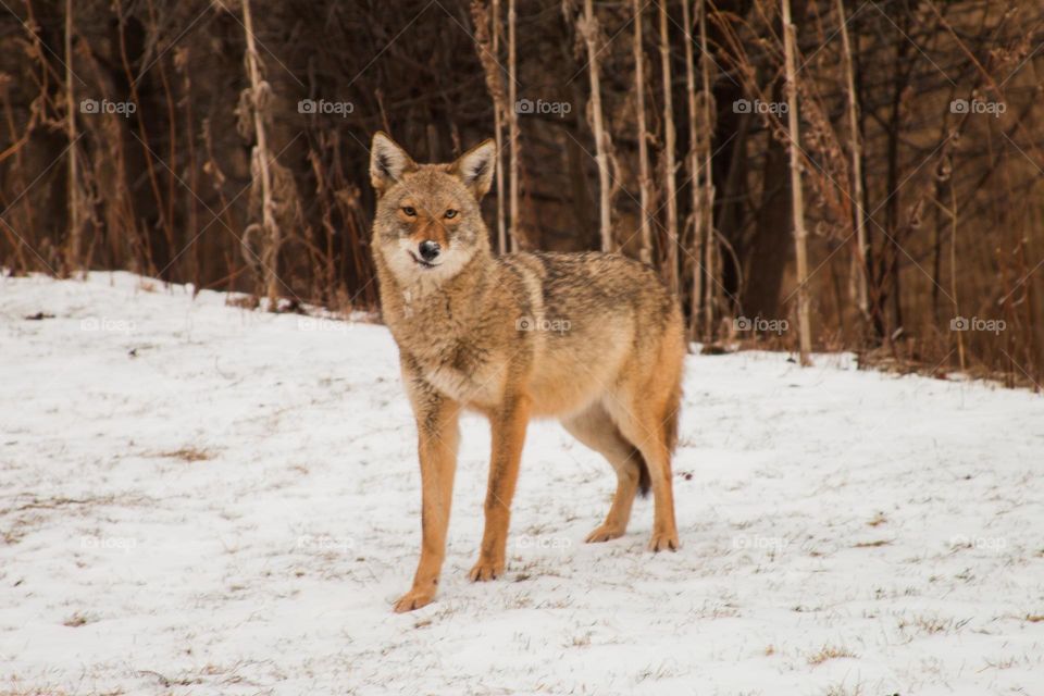 Coyote