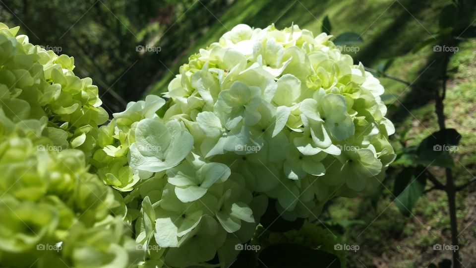 Macro Hydrangeas