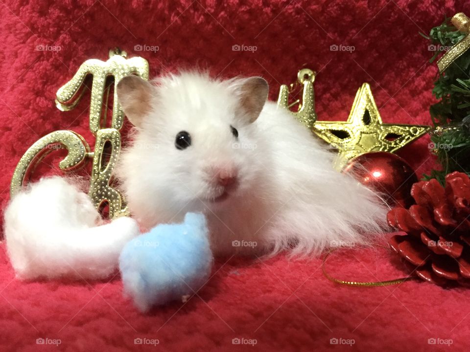 Xmas hamster