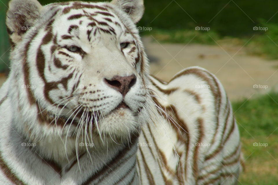 White tiger