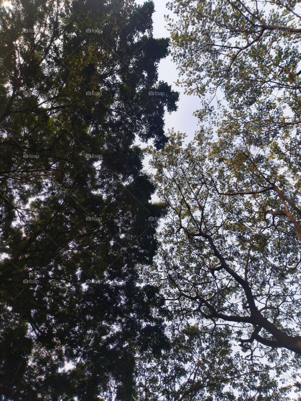banyan trees and coconut milk trees side by side like yin and yang