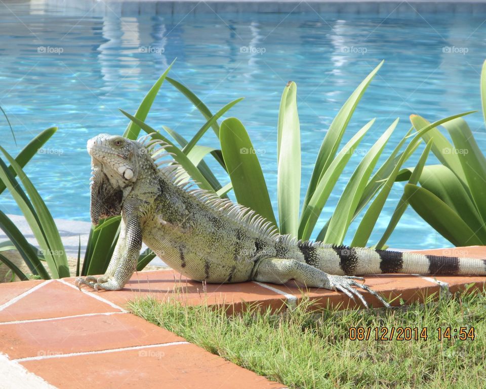 Iguana