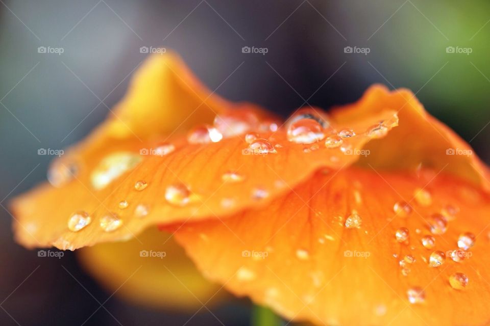 Raindrops on orange flower