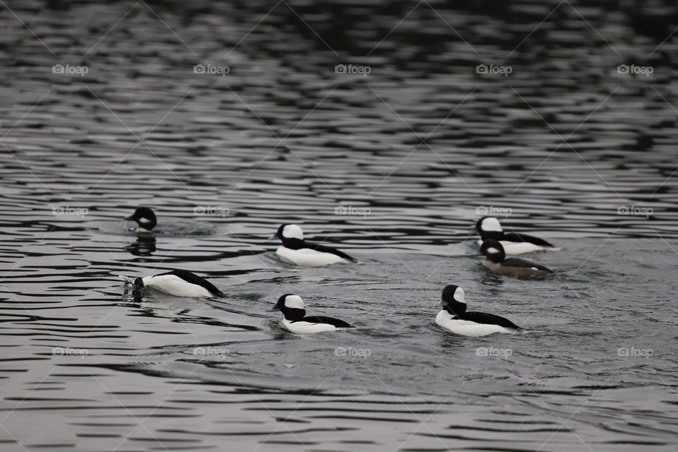 Ducks swimming 