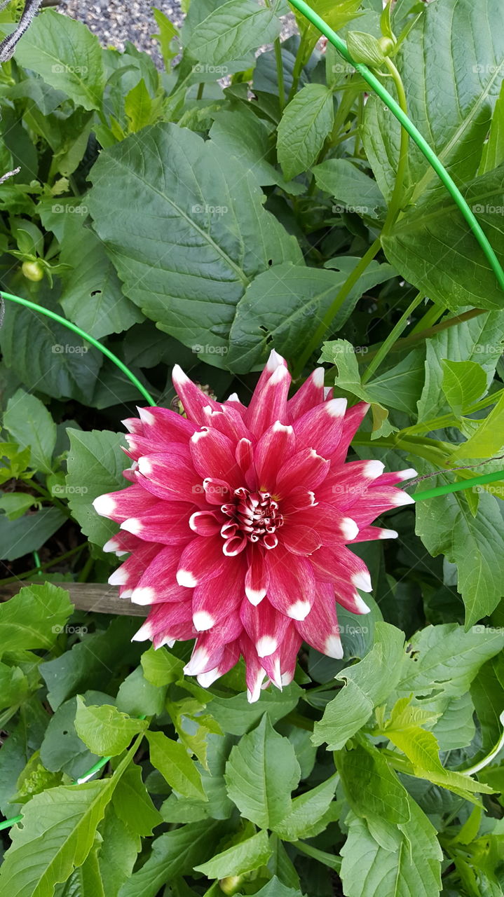 Dark pink with white tip on flower